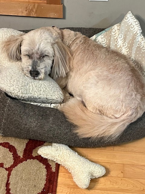 Maisy