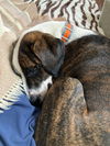 Bruno