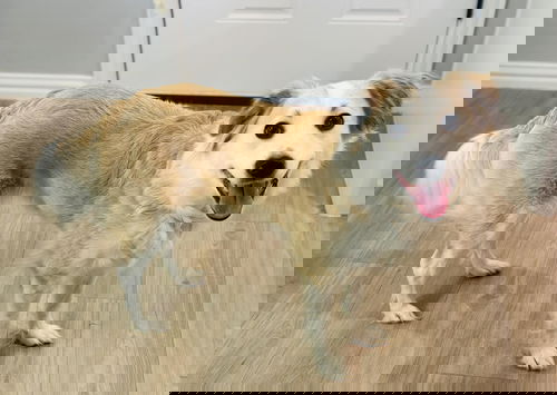 Maude