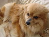 Annie