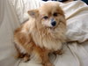 Annie