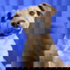 Nano