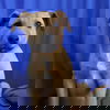 Nano