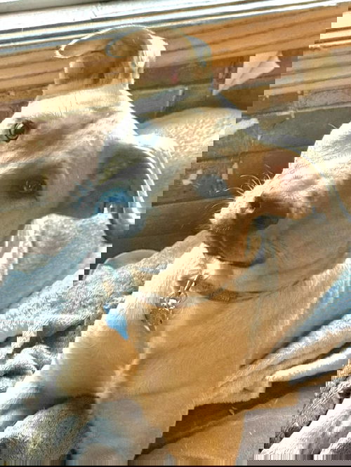 Neutron