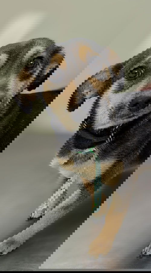Gamma