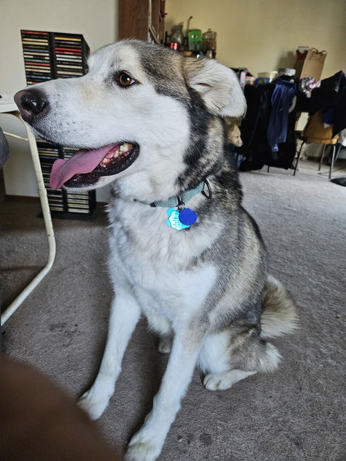 Zephyr