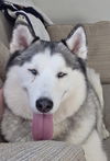 Auzzie