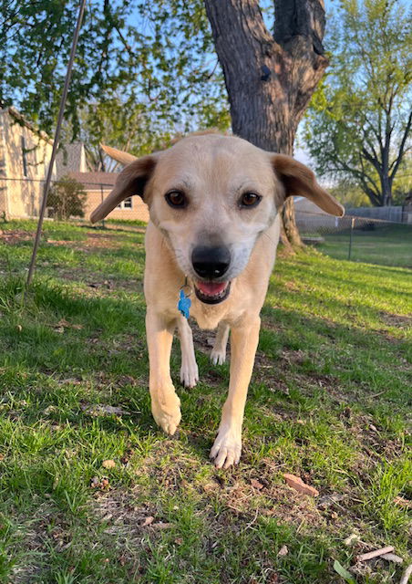 Ollie