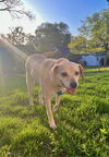 Ollie