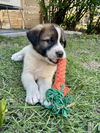 Charlie