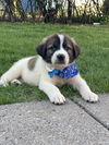 Charlie