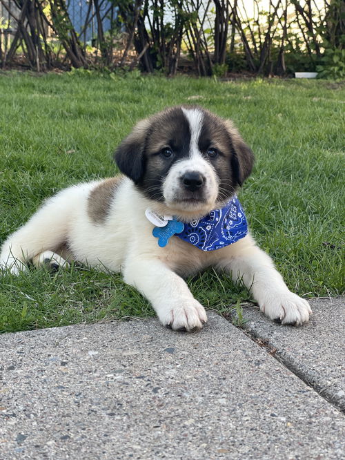Charlie