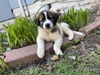 Charlie