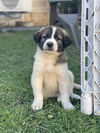 Charlie