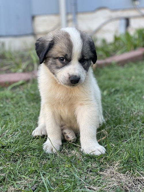 Mac