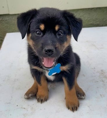 Rocky