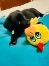 Tiny