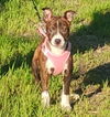 Koi Vacation Foster Needed 6/20-23rd