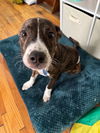 Koi Vacation Foster Needed 6/20-23rd