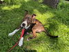 Koi Vacation Foster Needed 6/20-23rd