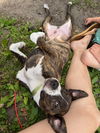Koi Vacation Foster Needed 6/20-23rd