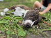 Koi Vacation Foster Needed 6/20-23rd