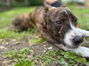 Koi Vacation Foster Needed 6/20-23rd