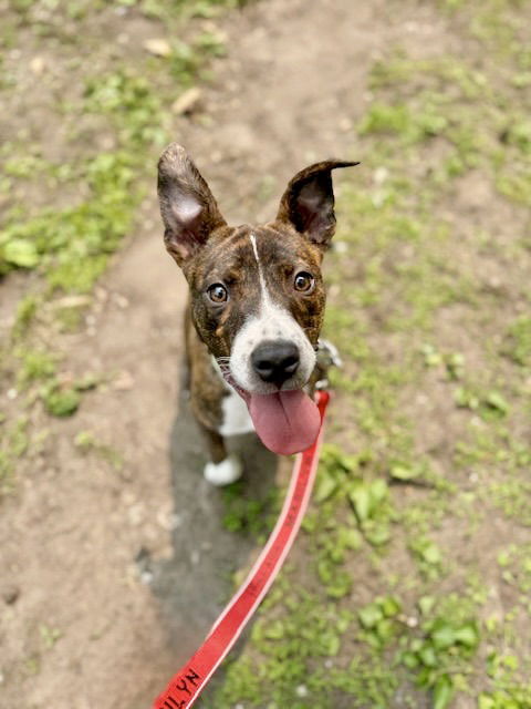 Koi Vacation Foster Needed 6/20-23rd