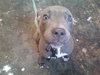 Bruiser