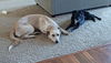 *Selene  Vacation Foster Needed 8/3-8/10