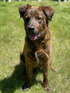 Scout