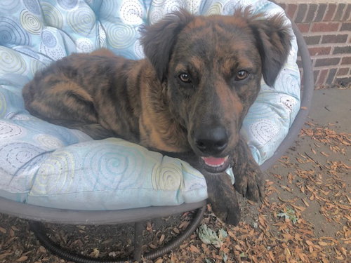 SCOUT - Australian Shepherd / Terrier available for adoption