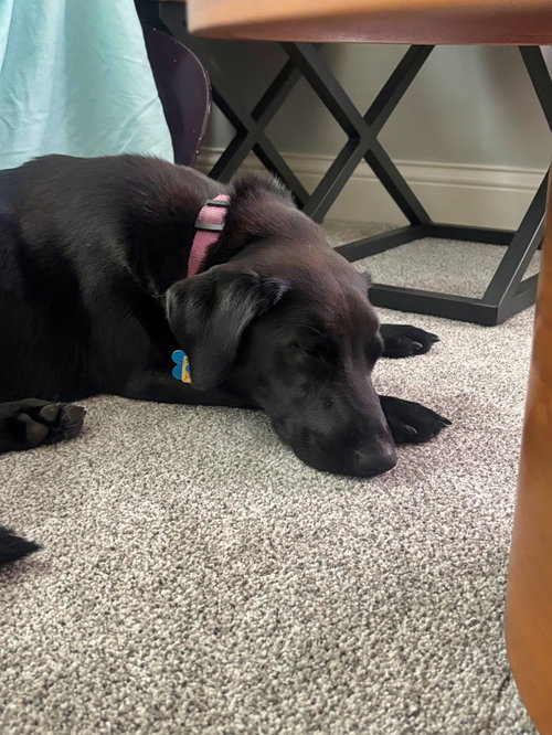 WRINKLE - Labrador Retriever / Beagle available for adoption