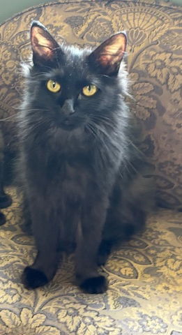 Hera