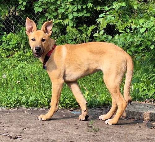 Zibu