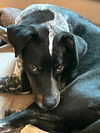 Simon Vacation Foster Needed June 26 - July 1