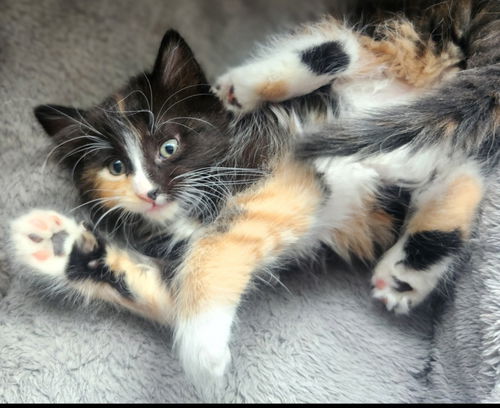 Vera