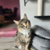 Cleopatra