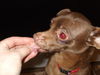 Penny