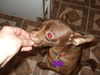 Penny