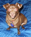 Penny