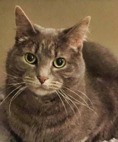 LILLIE - Domestic Short Hair available for adoption