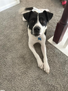 adoptable Dog in , MN named Blossom