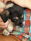 Petunia