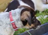 Petunia