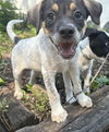 adoptable Dog in  named Petunia