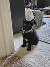 Gabbro