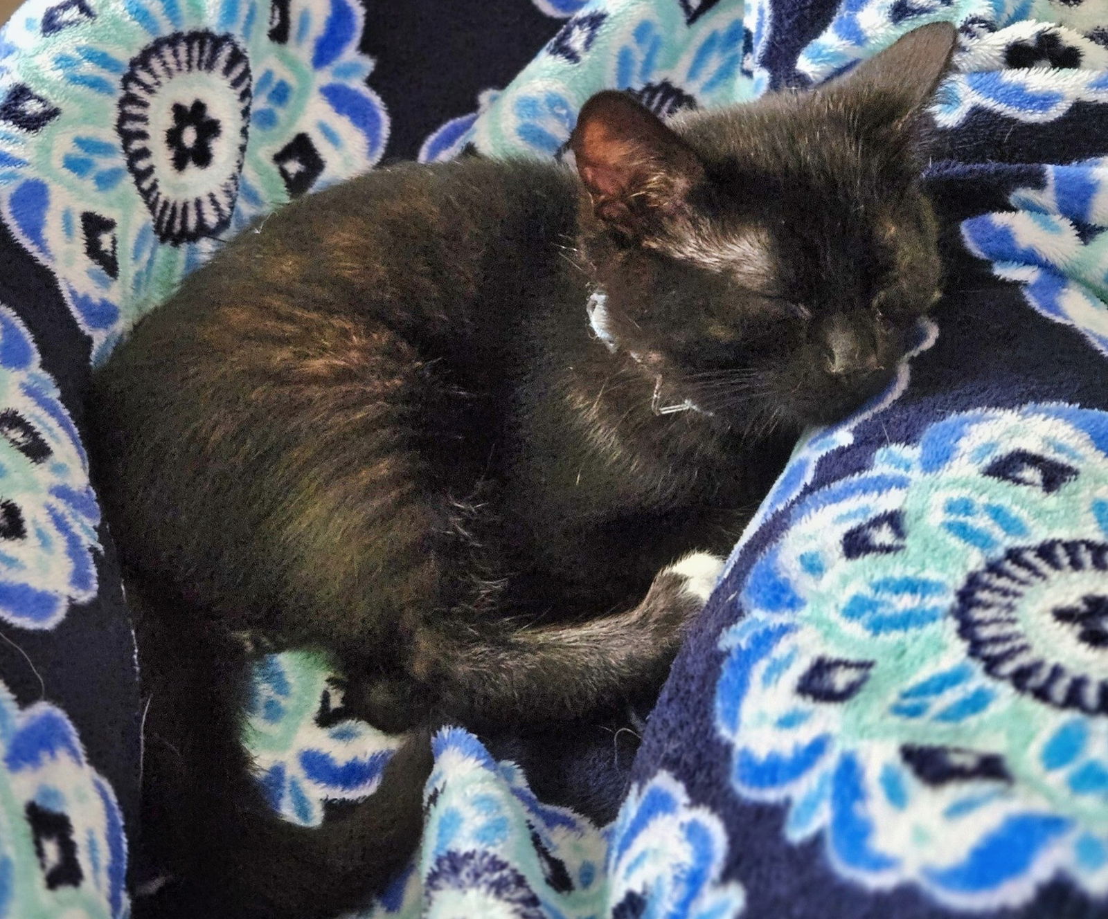 adoptable Cat in Minneapolis, MN named Gabbro