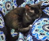adoptable Cat in , MN named Gabbro