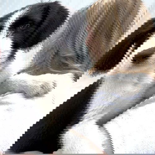 Gojo